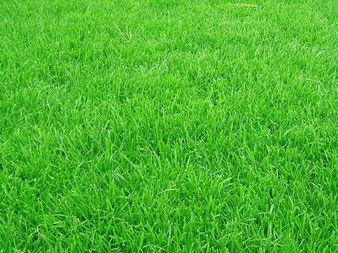 草坪的四季養護管理技術與管理方法