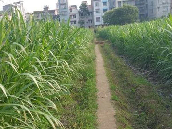 牧草養(yǎng)豬技術(shù)有什么需要注意的，牧草種植方法有哪些？