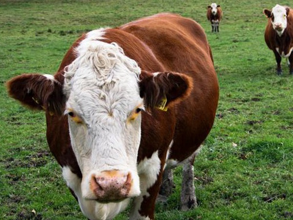 最適合養(yǎng)牛的四種牧草有哪些