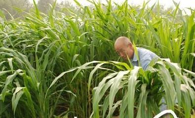 養殖戶注意了，土雞愛吃的八大牧草，有什么需要注意的？