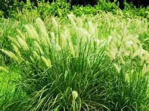 養殖戶注意了，土雞愛吃的八大牧草，有什么需要注意的？