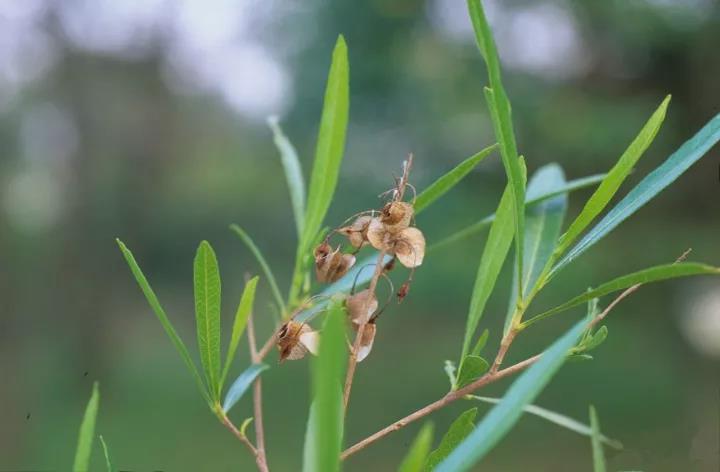 車桑子繁殖方式以及主要經(jīng)濟價值
