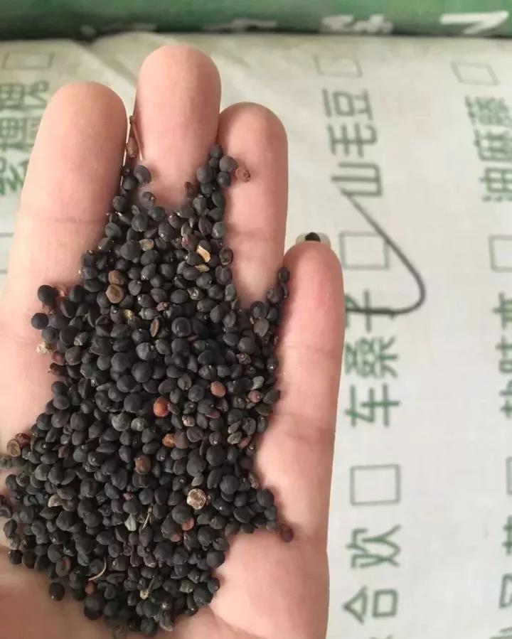 灌木種子—車桑子介紹以及播種方法 灌木種子—車桑子介紹以及播種方法