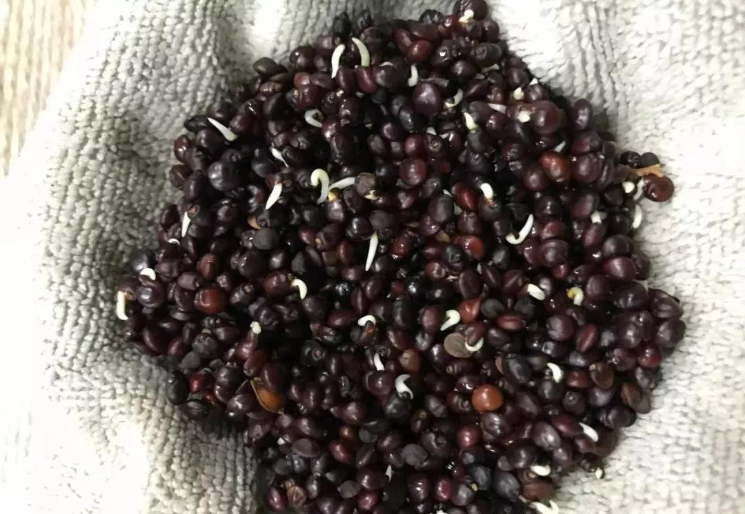 灌木種子—車桑子介紹以及播種方法 灌木種子—車桑子介紹以及播種方法