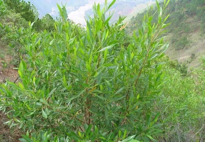 灌木種子—車桑子介紹以及播種方法 灌木種子—車桑子介紹以及播種方法