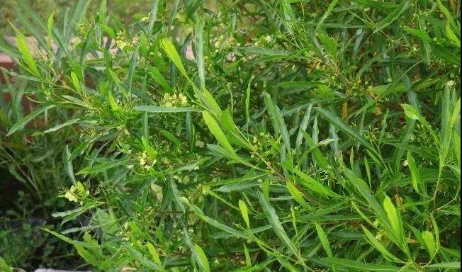 灌木種子—車桑子介紹以及播種方法 灌木種子—車桑子介紹以及播種方法