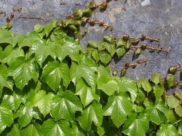 爬山虎如何種，爬山虎種植方法有哪些？