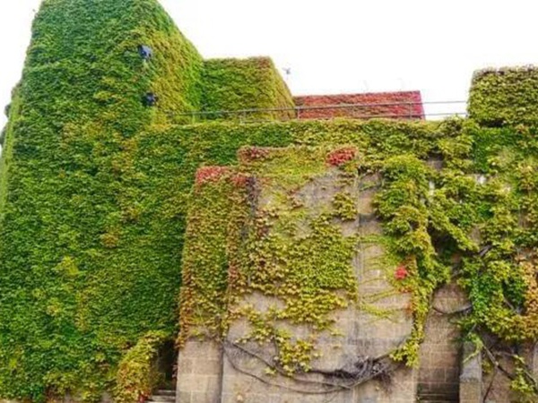 爬山虎如何種，爬山虎種植方法有哪些？