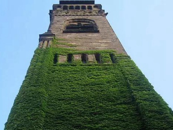 爬山虎種子怎么種?爬山虎種子多久發(fā)芽? 爬山虎種子怎么種?爬山虎種子多久發(fā)芽?