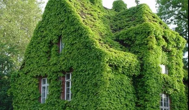 種植爬山虎優勢？你可能不知道它還有這五個好處！