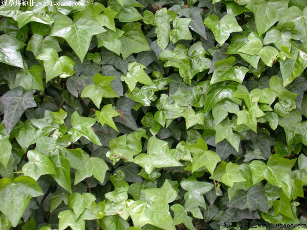 爬山虎種植爬山虎優勢？你可能不知道它還有這五個好處！