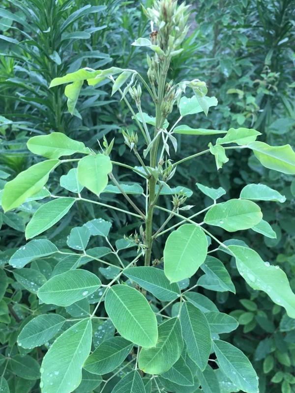 耐寒性較好—二色胡枝子栽培技術要點