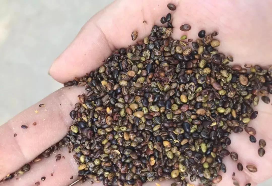 灌木種子—胡枝子基本介紹以及生態(tài)習(xí)性