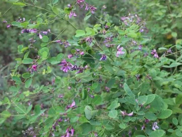 落葉灌木30——胡枝子生態習性