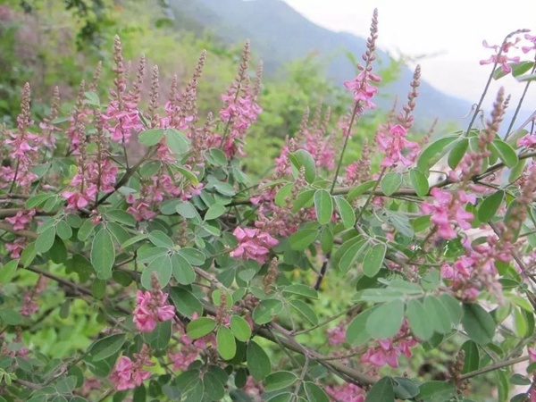 多花木蘭--常用護坡灌木種子栽培技術