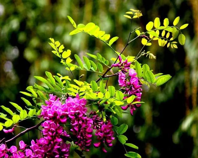 紫穗槐種子的種植方法與管理技術