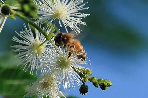 賞花——【銀合歡】主要價值