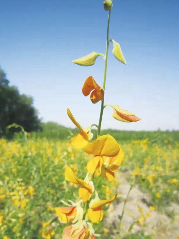 豬屎豆栽培技術(shù)與管理應(yīng)用方法