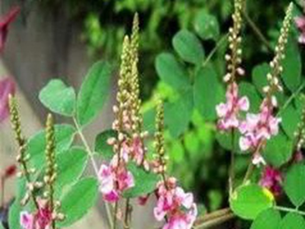 衣物上的豆科植物---馬棘基本介紹