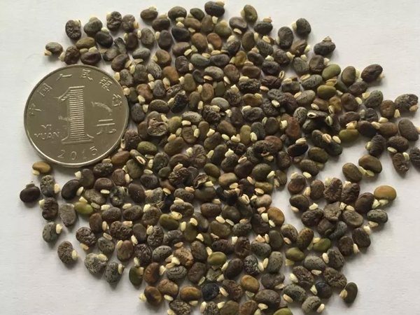 常綠灌木種子—山毛豆形態(tài)特征以及播種時間