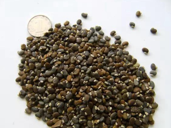 山毛豆繁殖方法以及習性特點