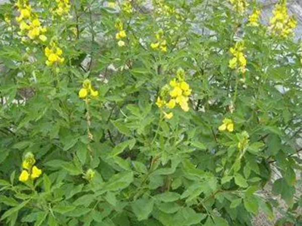 生態綠化種子有哪些，有什么需要注意的