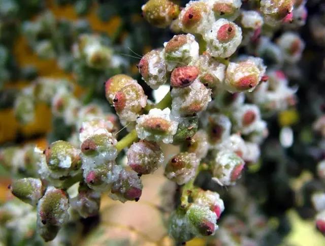 江陰鄉土植物——鹽膚木灌木