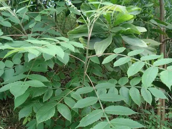 鹽膚木的種植栽培技術以及田間管理方法