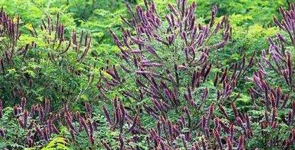 常見綠化護坡品種——紫穗槐經濟價值