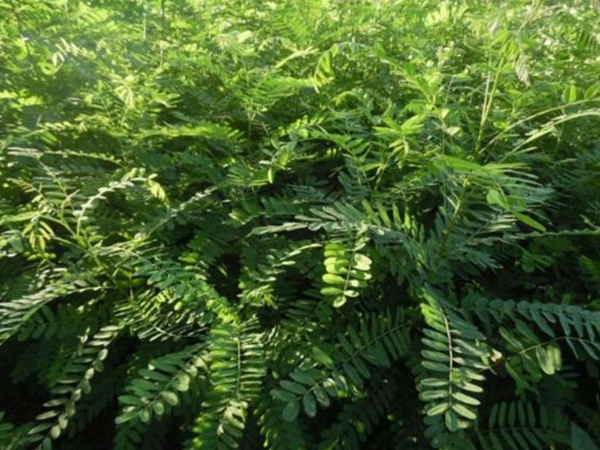 護坡灌木——紫穗槐經濟價值應用