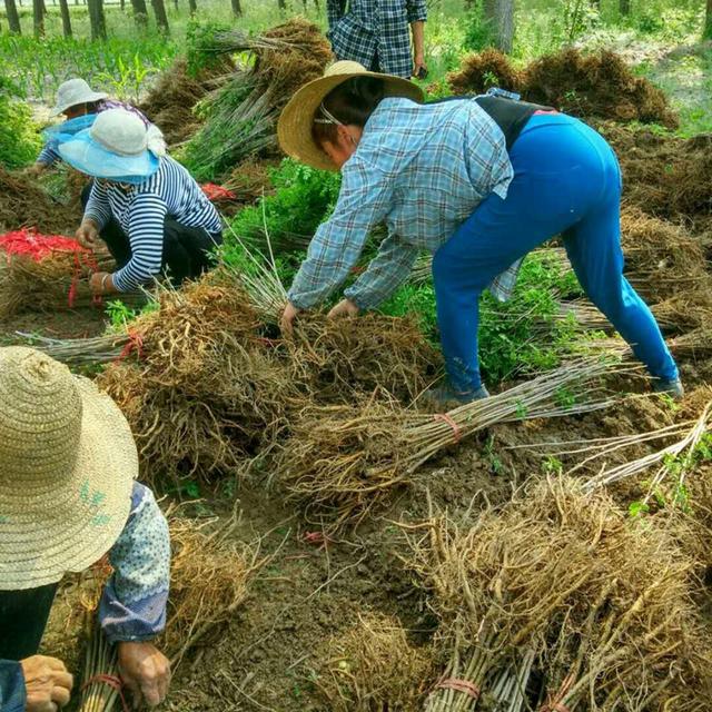 紫穗槐育苗產(chǎn)苗量高，繁育時(shí)間短，生長(zhǎng)速度快