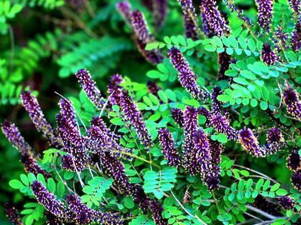 紫穗槐種植方法以及栽培要點