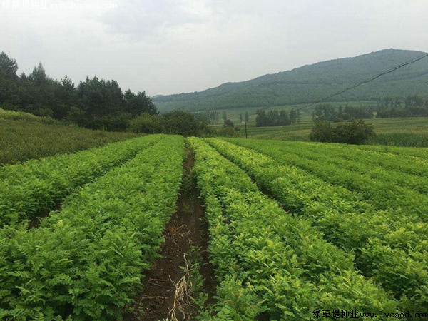 紫穗槐紫穗槐種植方法以及栽培要點