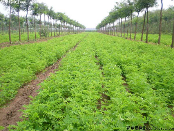 紫穗槐種植方法以及栽培要點