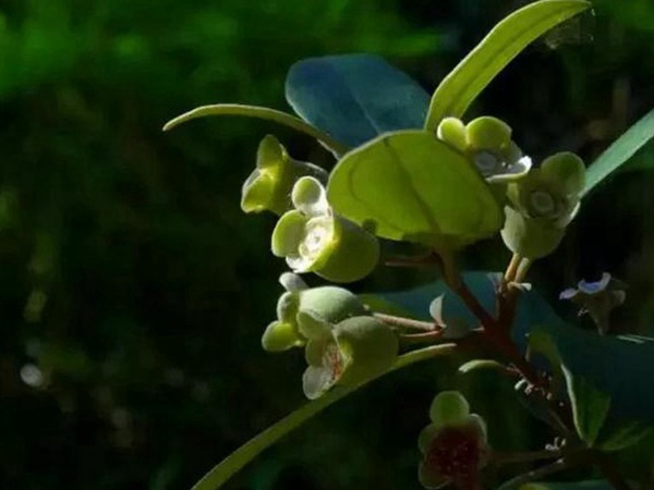 桃金娘的鑒賞與栽培養護