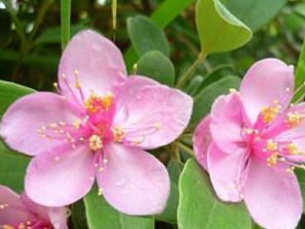 桃金娘的養殖方法和注意事項，有什么需要注意的