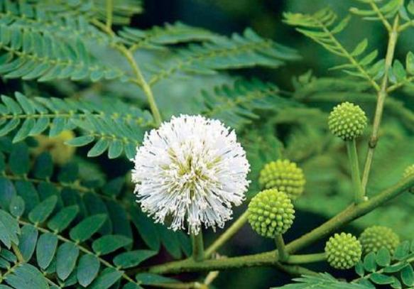 綠籬之王—銀合歡種植環(huán)境