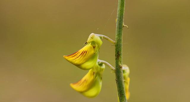 豬屎豆種植技術(shù)說明，什么時候種植最佳？