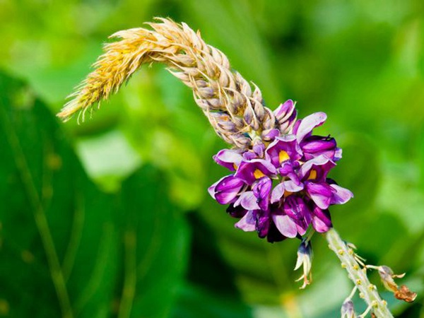 葛根扦插育苗種植的幾個步驟以及處理方法