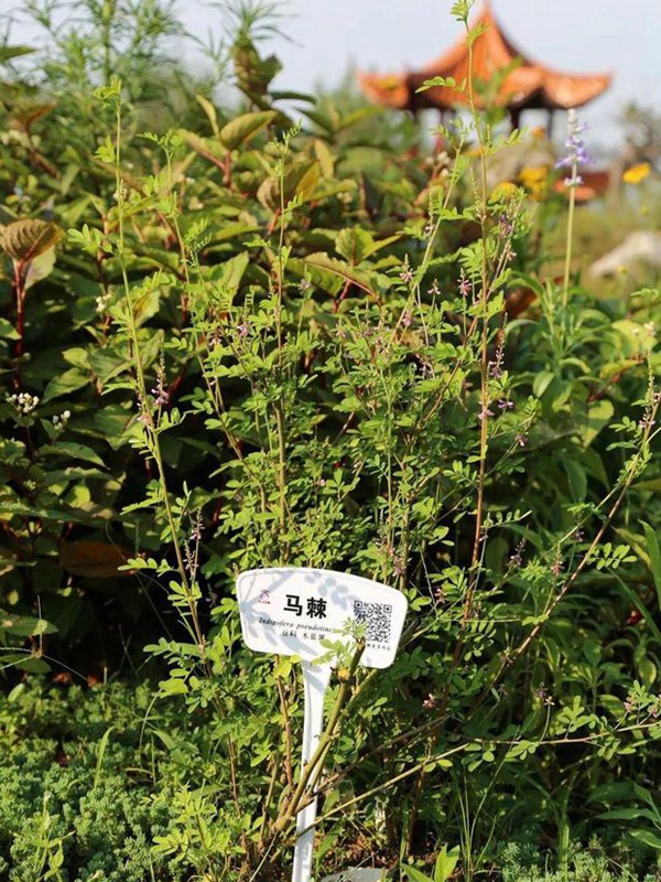 「每日一植」馬棘植物形態(tài)以及生長(zhǎng)環(huán)境