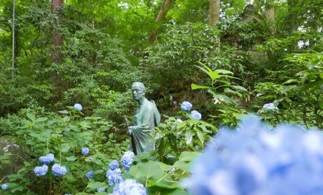 毛豆常見，山毛豆種植技術有哪些？