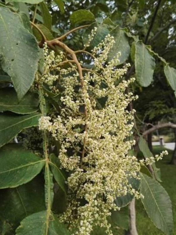 鹽膚木栽培管理技術(shù)以及繁殖方法