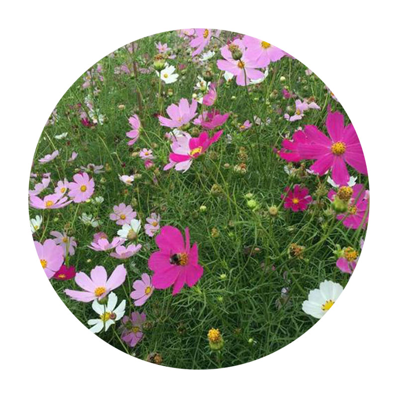 進(jìn)口野花組合