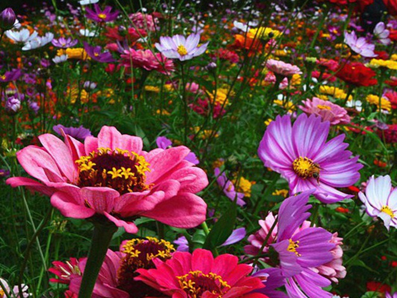 進(jìn)口野花組合