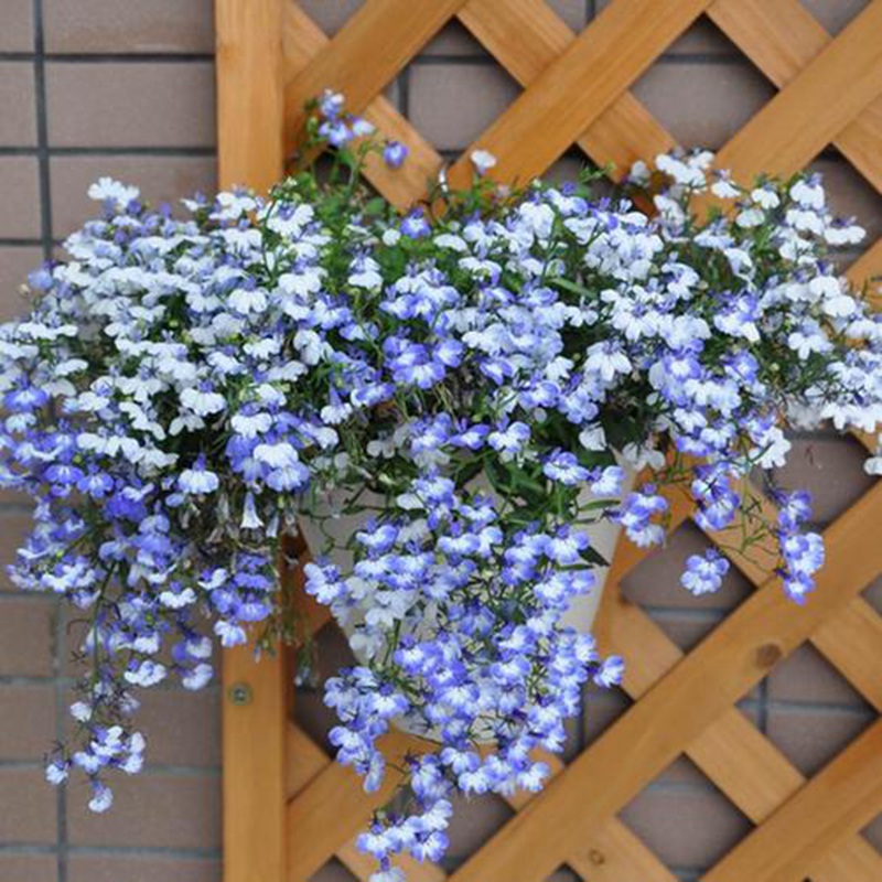 蘭花亞麻六倍利