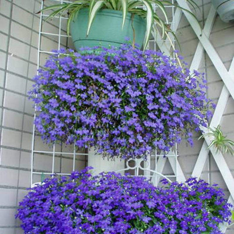 蘭花亞麻六倍利