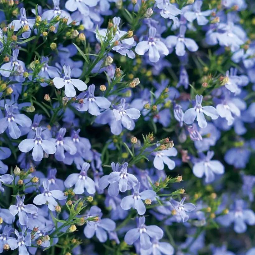 蘭花亞麻六倍利