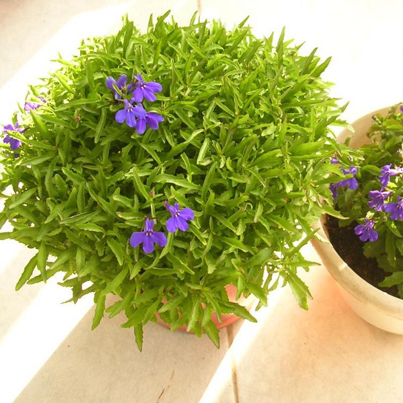 蘭花亞麻六倍利