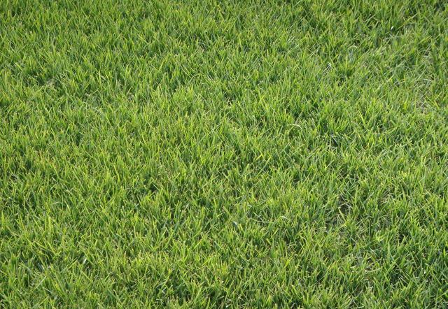 冷季型草坪種子紫羊茅種植起來居然會這么簡單