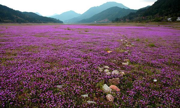 紫云英觀賞性價值高,作為飼料也有獨特的特點 紫云英觀賞性價值高,作為飼料也有獨特的特點